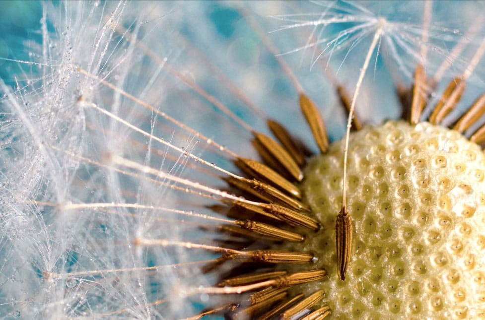 Regrat v literaturi in ilustraciji