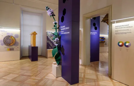 Razstava Živeti skupaj. O čebeli in človeku