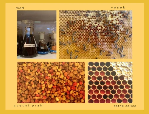 Moč čebeljih pridelkov v našem vsakdanu